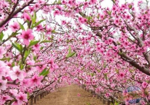 桃花溝桃花